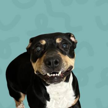 Pit Bull Terrier Dogs Available for Adoption - Nani | PetCurious
