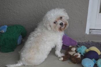 Prissy -  Maltese Dog for Adoption in Alafaya, Florida - Prissy | PetCurious