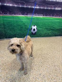Poodle and Mixed Breed Dogs Available for Adoption in Doral, Florida - ARISTO | PetCurious