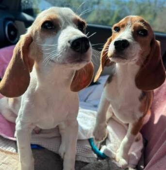 Pastrami -  Beagle Dog for Adoption in Kent, Washington - Pastrami | PetCurious