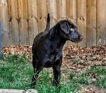 Molly -  Labrador Retriever Dog for Adoption in Little Rock, Arkansas - Molly | PetCurious