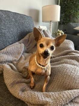 Rescue Chihuahua Dogs for Adoption in Baltimore, Maryland - Pearl | PetCurious