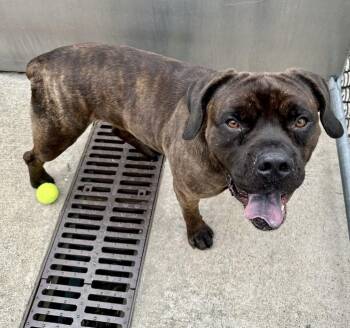 Yukon -  Cane Corso Dog for Adoption in Chicago, Illinois - Yukon | PetCurious