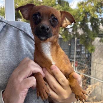 Chihuahua and None Dogs Available for Adoption in Kim, Colorado - Pico | PetCurious