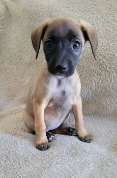 Hound Dogs Available for Adoption - Windemere | PetCurious