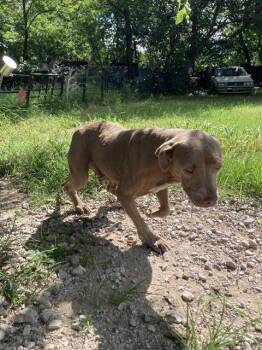 ABBEY -  Mixed Breed Dog for Adoption in Dallas, Texas - ABBEY | PetCurious
