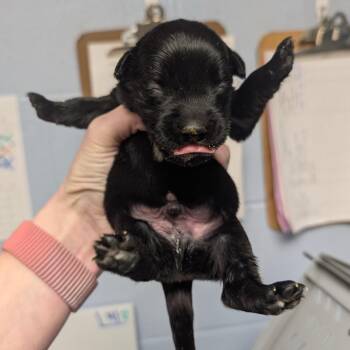 Mixed Breed Dogs Available for Adoption in Dekalb, Illinois - Luigi | PetCurious