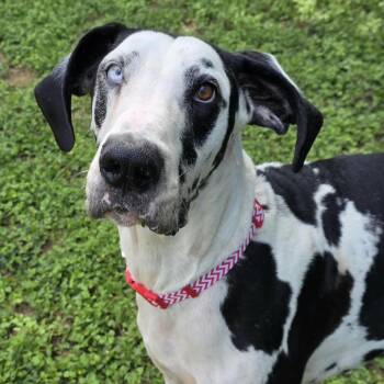 Great Dane Dogs Available for Adoption in Bryan, Texas - Magellan | PetCurious