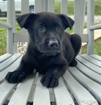 Jet -  Black Labrador Retriever Dog for Adoption in Salamanca, New York - Jet | PetCurious