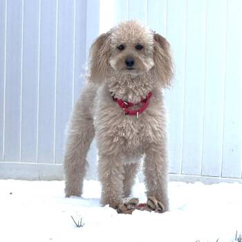Poodle Dogs Available for Adoption - Rudy | PetCurious