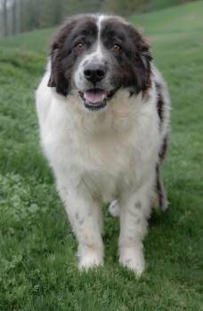 Newfoundland Dog Dogs Available for Adoption in Nashville, Tennessee - Helga & Boris | PetCurious