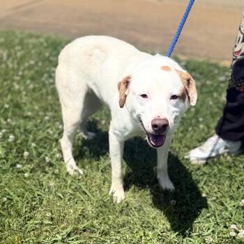 Mixed Breed Dogs Available for Adoption in Corinth, Mississippi - Lenny | PetCurious