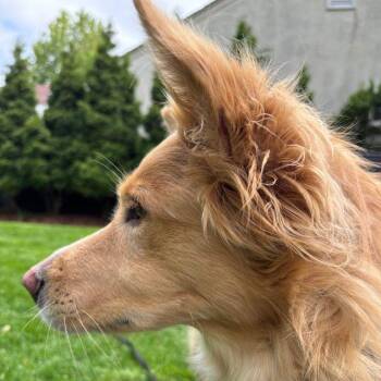 Golden Retriever and Border Collie Dogs Available for Adoption in Minnetonka, Minnesota - Mimosa (26-068) | PetCurious