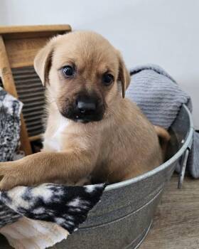 Dune $550 -  Chihuahua and Dachshund Dog for Adoption in West Milwaukee, Wisconsin - Dune $550 | PetCurious