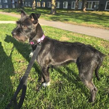 Scottish Terrier and Mixed Breed Dogs Available for Adoption in Minnetonka, Minnesota - Maggie D69328 | PetCurious