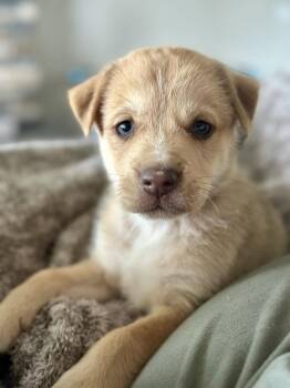 German Shepherd Dog and Siberian Husky Dogs Available for Adoption in Mattoon, Illinois - Easter Candy Litter- Peep | PetCurious