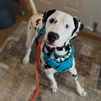 Dalmatian Dogs Available for Adoption - Stripes | PetCurious