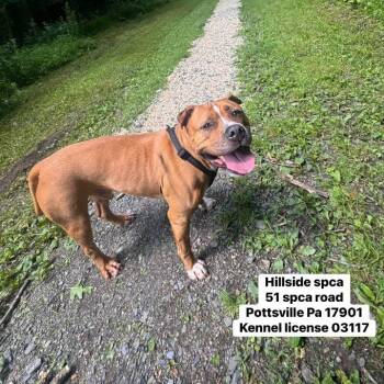 Creed -  Pit Bull Terrier Dog for Adoption in Pottsville, Pennsylvania - Creed | PetCurious