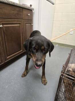Rescue Rottweiler Dogs for Adoption in Winder, Georgia - 2025-11-080 | PetCurious