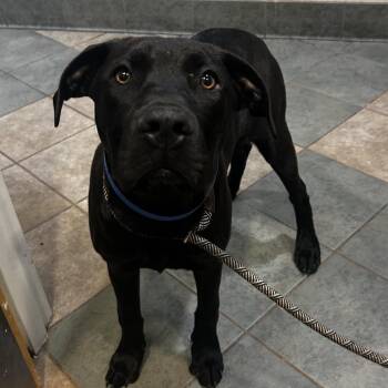 Mixed Breed Dogs Available for Adoption in Chattanooga, Tennessee - Joji | PetCurious