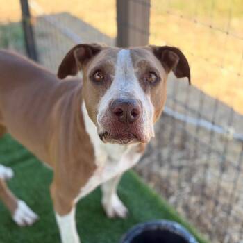 Donna -  American Staffordshire Terrier Dog for Adoption in St. Augustine, Florida - Donna | PetCurious