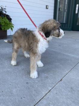 Marlowe -  Australian Shepherd and Mixed Breed Dog for Adoption in Fergus Falls, Minnesota - Marlowe | PetCurious