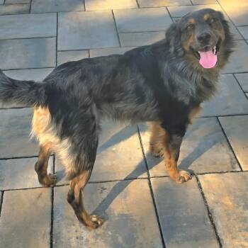 Brumby -  Australian Shepherd and Mixed Breed Dog for Adoption in Cincinnati, Ohio - Brumby | PetCurious