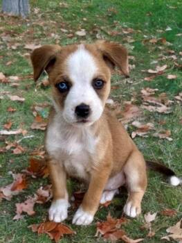 Rescue Australian Shepherd and Pit Bull Terrier Dogs for Adoption in Newport Beach, California - Mocha | PetCurious