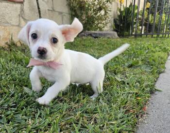 Maggie -  Maltese and Terrier Dog Available for Adoption - Maggie | PetCurious
