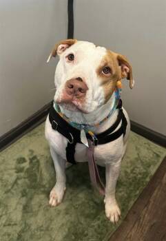 Rescue Pit Bull Terrier and Mixed Breed Dogs for Adoption in Louisville, Kentucky - JADA | PetCurious