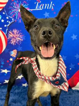 Mixed Breed Dogs Available for Adoption in Flint, Michigan - Tank | PetCurious