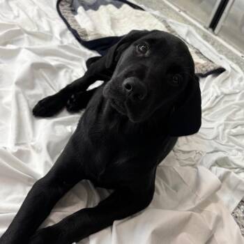 Prince Charming -  Black Labrador Retriever Dog for Adoption in Freeport, Florida - Prince Charming | PetCurious