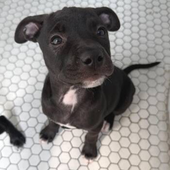 Denise -  Chihuahua Dog for Adoption in New York, New York - Denise | PetCurious