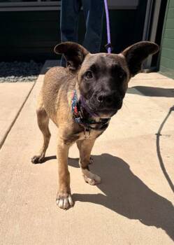 Labrador Retriever and Mixed Breed Dogs Available for Adoption in Leesburg, Virginia - CARNATION | PetCurious