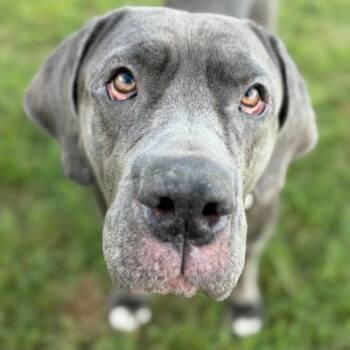 Minnie -  Mastiff Dog for Adoption in Philadelphia, Pennsylvania - Minnie | PetCurious