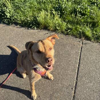 Terrier Dogs Available for Adoption in Hood River, Oregon - Zuma (Behavioral Special Needs) | PetCurious