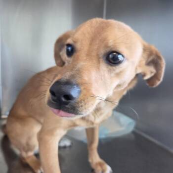 Manuel -  Mixed Breed Dog for Adoption in Leander, Texas - Manuel | PetCurious