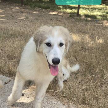 Kitkat -  Great Pyrenees Dog for Adoption in Spring, Texas - Kitkat | PetCurious