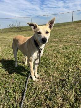 Carolina Dog Dogs Available for Adoption in Ocean Township, New Jersey - Ryan - No More Applications, Please! | PetCurious