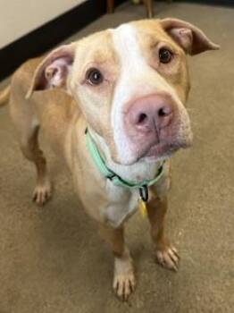 Cedar -  Pit Bull Terrier Dog for Adoption in Cleveland, Ohio - Cedar | PetCurious