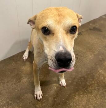 Rescue Yellow Labrador Retriever Dogs for Adoption in Amarillo, Texas - Bill | PetCurious