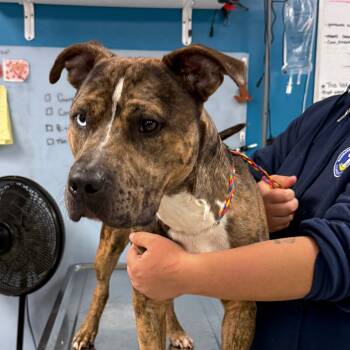 Rescue Mixed Breed Dogs for Adoption in Vineland, New Jersey - Robo | PetCurious