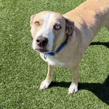 Audio -  Husky and Mixed Breed Dog for Adoption in Houston, Texas - Audio | PetCurious
