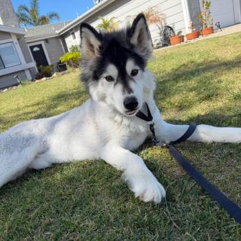 Husky Dogs Available for Adoption - Rudy | PetCurious