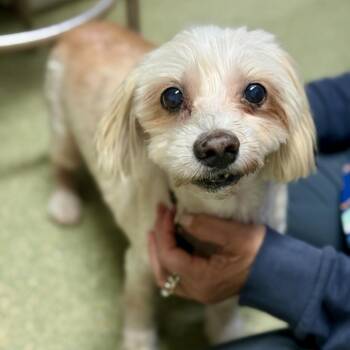 Bear -  Maltese and Dachshund Dog for Adoption in Fort Lauderdale, Florida - Bear | PetCurious