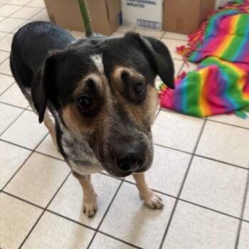 Lanyard -  Mixed Breed Dog for Adoption in Charleston, West Virginia - Lanyard | PetCurious