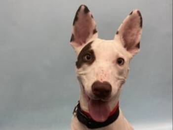 Jillie -  Cattle Dog and Terrier Dog for Adoption in Minneapolis, Minnesota - Jillie | PetCurious