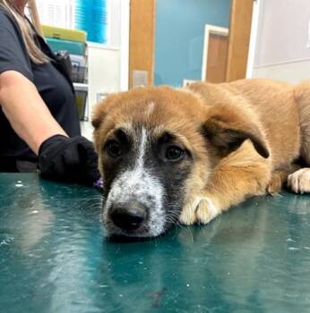 German Shepherd Dog and Mixed Breed Dogs Available for Adoption - JAMEY | PetCurious