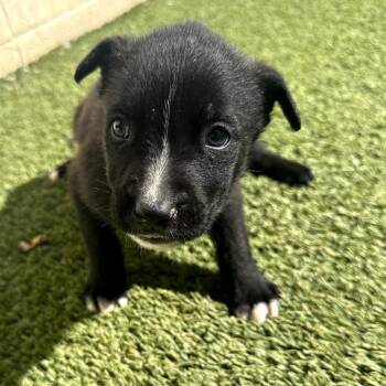 Mixed Breed Dogs Available for Adoption in Loxahatchee Groves, Florida - Roberto 0635 | PetCurious