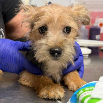 Jellybean -  Yorkshire Terrier Dog for Adoption in Trenton, New Jersey - Jellybean | PetCurious